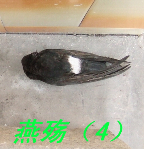 ͼƬ�ղ� 006222.jpg