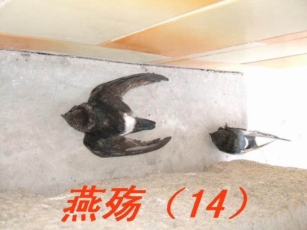 ͼƬ�ղ� 012.jpg