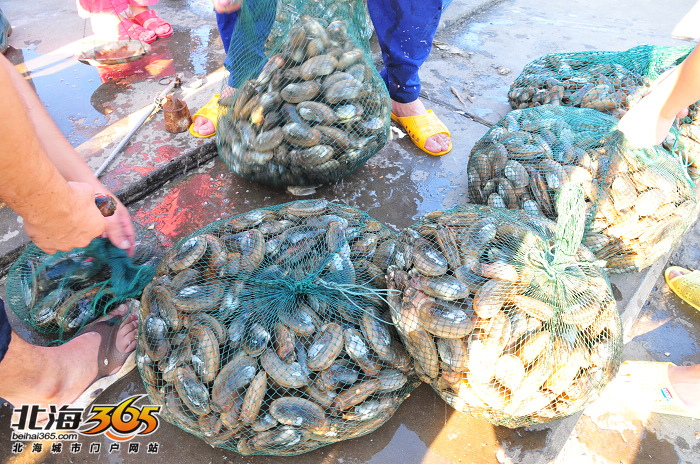 26]摸螺工一天能捡一百斤牛鞭螺,圣子螺,究竟是什么原因让海螺大量