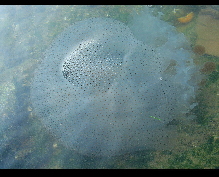 这样的水母能吃吗?(图)