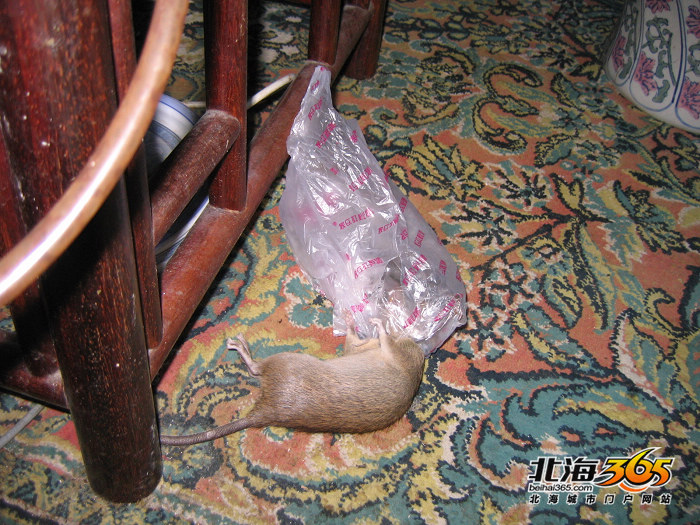 春天是鼠害泛滥的时候,卫生环境差,猫不抓鼠,鼠药给老鼠当饲料等都是造成老鼠小区横行,大街横尸的原因这似乎成了人们司空见惯的事情。但是也有人始终在于聪明而又讨厌的老鼠周旋,你想知道如何能捕捉到老鼠,使其无处可逃嘛? 叶幽昨天发帖:【4.8】小区深受鼠害,老鼠药养肥老鼠噶,也来说说你身边的鼠害情况!(老鼠图)。今天365某知名网友阿佳(化名)联系到我,要在网上谈谈自己的捕鼠经验,教大家几招!阿佳从事个体生意,他以前开的茶馆,自家房间,和现在的商铺,都是他与老鼠周旋的战场。经他抓住的老鼠不计其数,现在