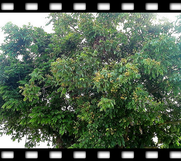 街头的龙眼成熟了后续:园林局已派人来对龙眼