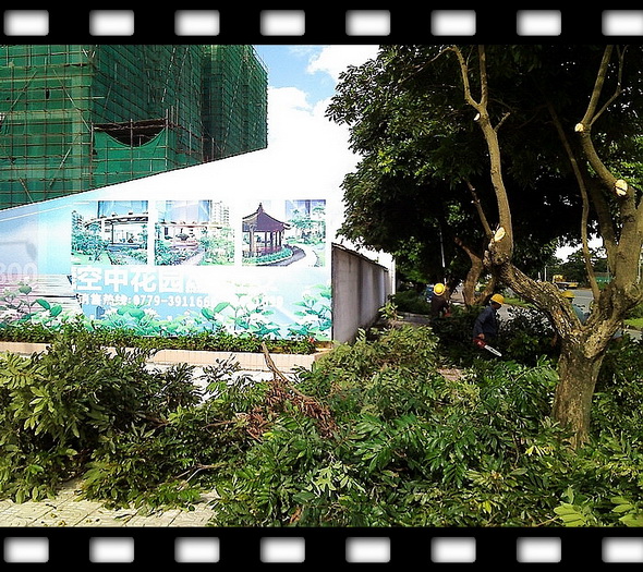 街头的龙眼成熟了后续:园林局已派人来对龙眼