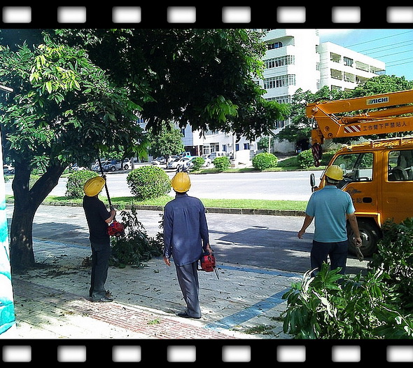 街头的龙眼成熟了后续:园林局已派人来对龙眼