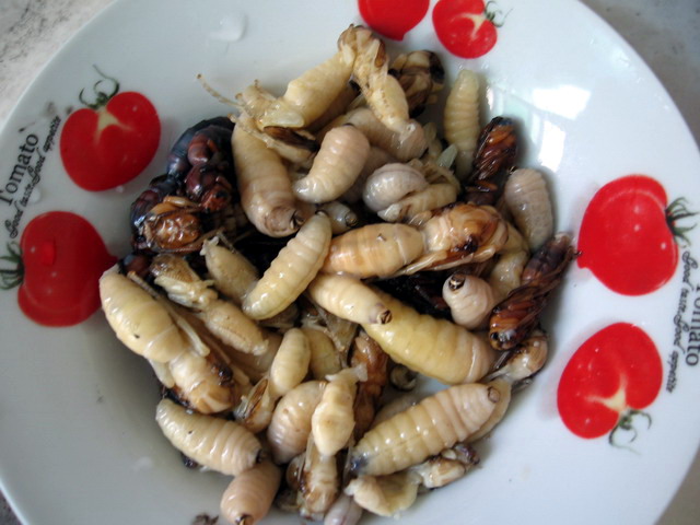 老虎e乐:本地 野生山寨山竹已熟,赶紧上山查