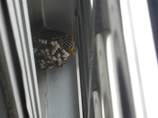 大黄蜂窗台筑巢扰民 消防成功摘除-北海旧事开