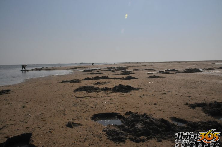 “北海沙虫”比“越南沙虫”贵五六倍的价钱,不过北海沙虫也越来越少(图)-北海旧事开讲-北海365网(beihai365.com)