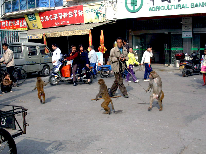 国家二级保护动物任人摆布,猴子被逼沿街耍把戏成了江湖佬的乞讨工具!