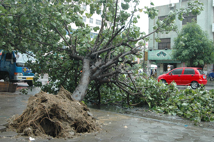 [06.8.4]台风过境,我家附近多棵大树被刮倒(大树