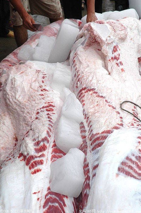 (2006.5.23)目击鲸鲨解剖现场,鱼体标本下月展