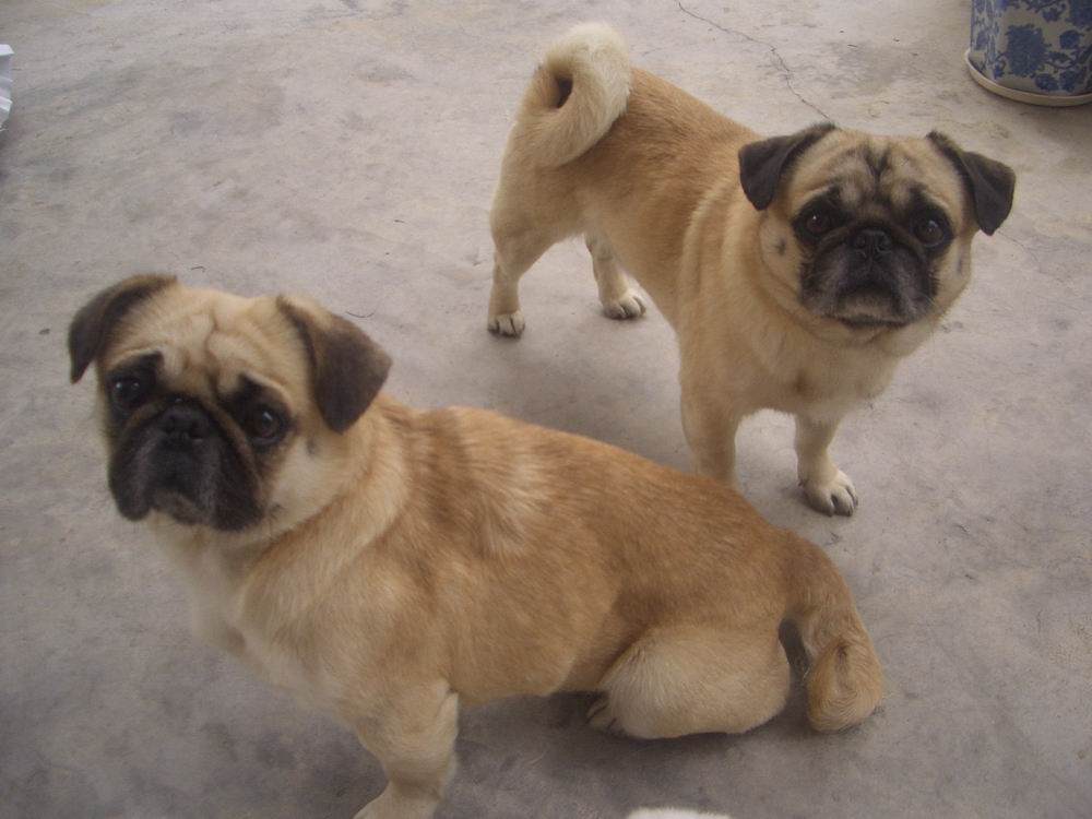 一公一母八哥狗寻好狗人家收养-宠物-北海365