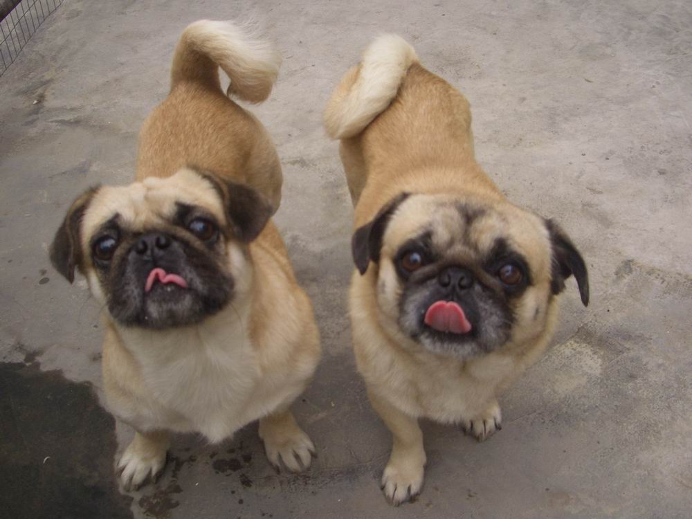 一公一母八哥狗寻好狗人家收养-宠物-北海365