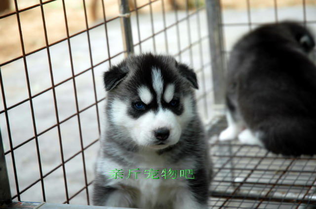 出售二窝哈士奇,一窝27天三母一公,一窝21天二