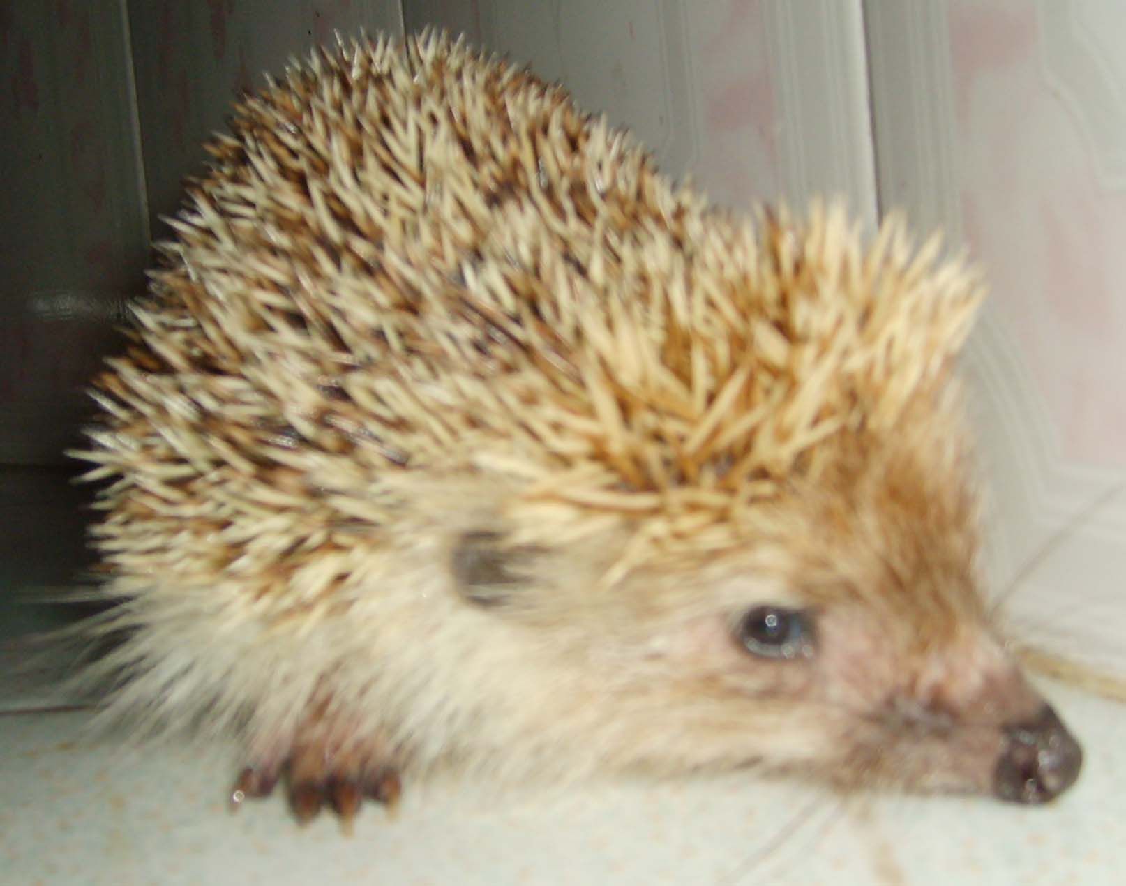 出售宠物刺猬内有照片,价格面议-宠物-北海365