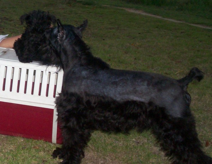 出售一只活泼、强健的梗类犬-迷你雪纳瑞-猫狗