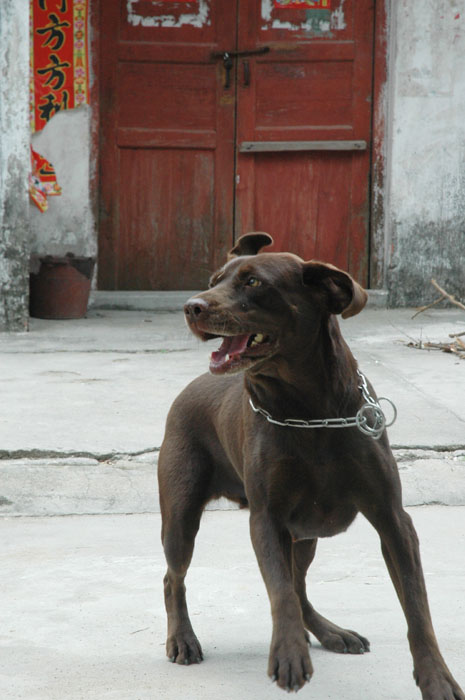 出售成年金毛和咖啡<em>色</em>拉布拉多,有<em>照片</em>-猫狗交