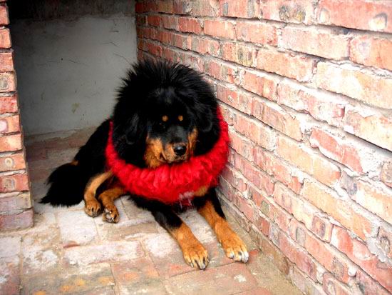 北海有正中纯种藏敖拉```有小的 `有大的``来欣