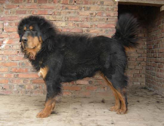 北海有正中纯种藏敖拉```有小的 `有大的``来欣