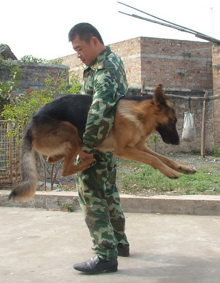 出售德牧以及训练犬-猫狗交易-北海365网(beihai365.com)