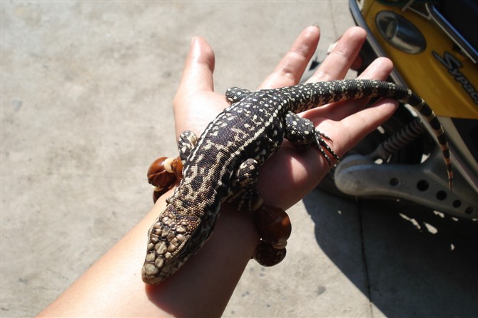 转让:温顺的恐龙,泰加巨蜥 (实物图)-其它宠物-北