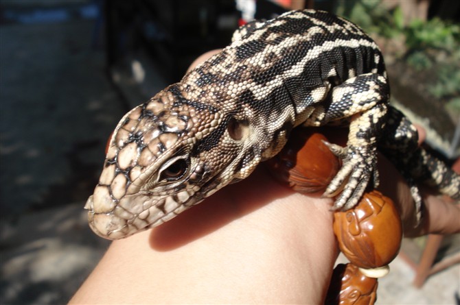 转让:温顺的恐龙,泰加巨蜥 (实物图)-其它宠物-北