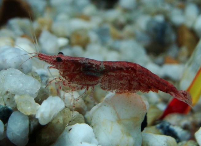 转让:长期出自家产锦鲤,樱花虾,蓝叉国斗,睡莲及