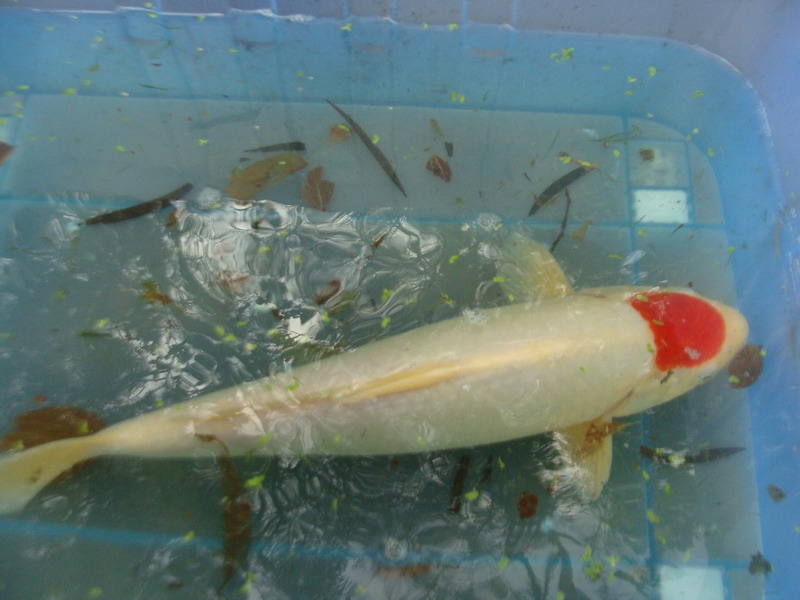 转让:长期出自家产锦鲤,樱花虾,蓝叉国斗,睡莲及