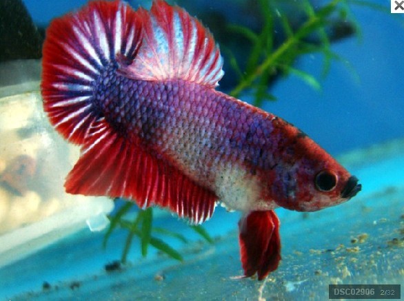 转让:长期出自家产锦鲤,樱花虾,蓝叉国斗,睡莲及