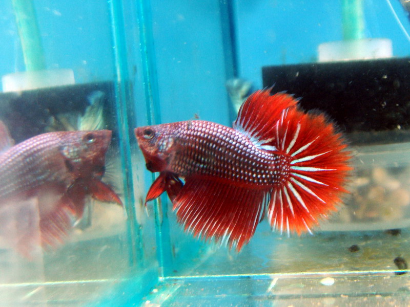 转让:长期出自家产锦鲤,樱花虾,蓝叉国斗,睡莲及