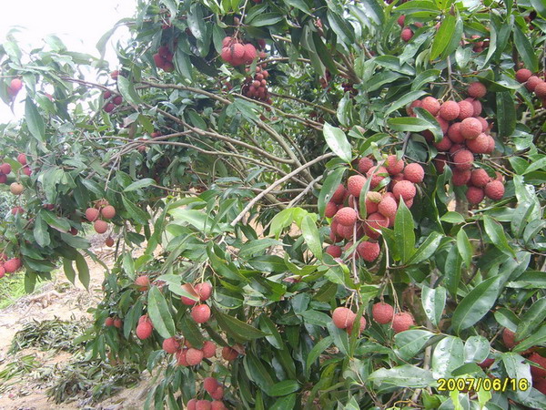 今年荔枝收购价才0.7元一斤,可怜的农民(摘荔枝