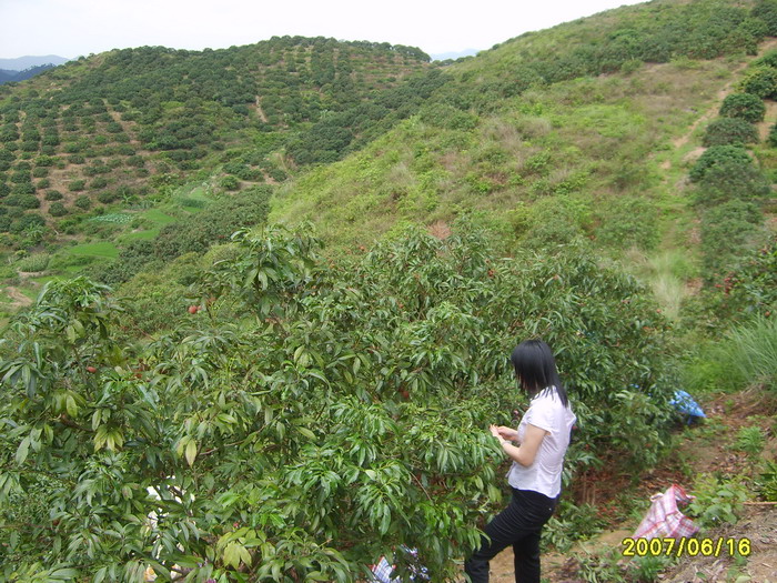 今年荔枝收购价才0.7元一斤,可怜的农民(摘荔枝