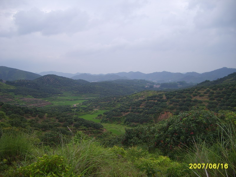 今年荔枝收购价才0.7元一斤,可怜的农民(摘荔枝