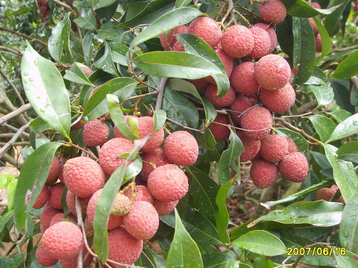 今年荔枝收购价才0.7元一斤,可怜的农民(摘荔枝