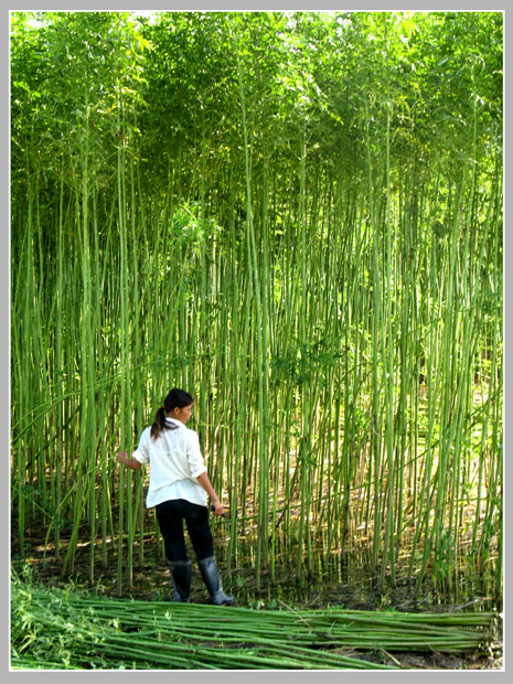 图文杂志《乡亲乡情乡韵》(陆续上传)