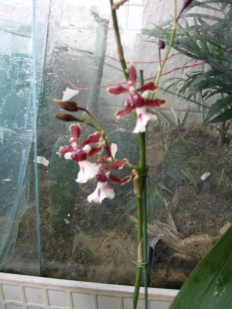 IMG_2222.JPG
