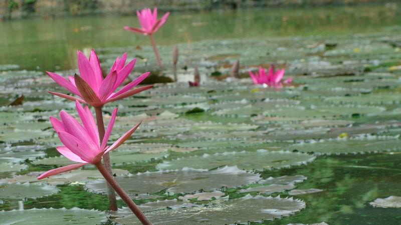 转让:长期出自家产锦鲤,樱花虾,蓝叉国斗,睡莲及