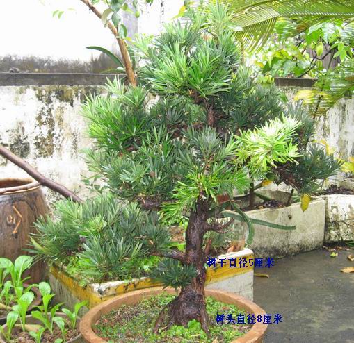 世界花木绿园花卉苗木基地有限公司博客 - 世界花木绿园花卉苗木基地有限公司博客 - 世界花木绿园花卉苗木基地有限公司博客
