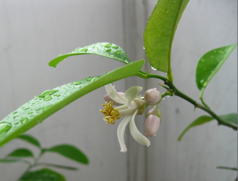 美国种柠檬今年终于开花了-绿色兵团-北海365