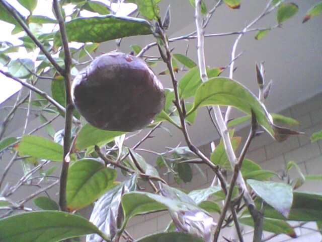 有谁见过金花茶的种子吗?-绿色兵团-北海365网