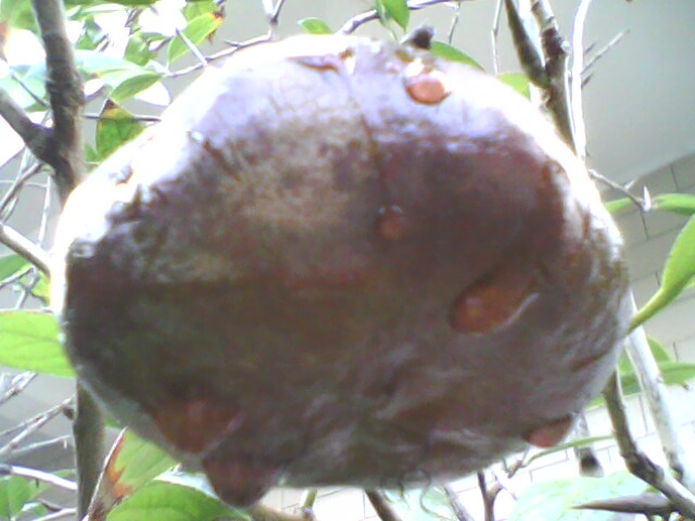 有谁见过金花茶的种子吗?-绿色兵团-北海365网