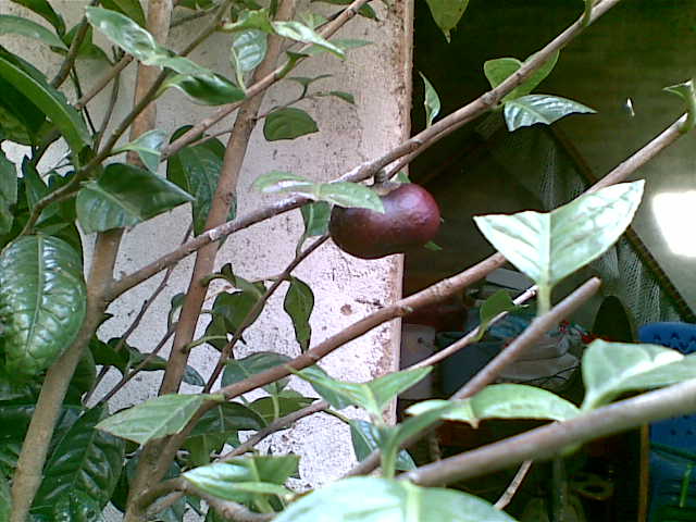 有谁见过金花茶的种子吗?-绿色兵团-北海365网