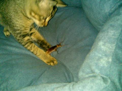 灰太狼吃小强了!-亲昵猫咪-北海365网(beihai3