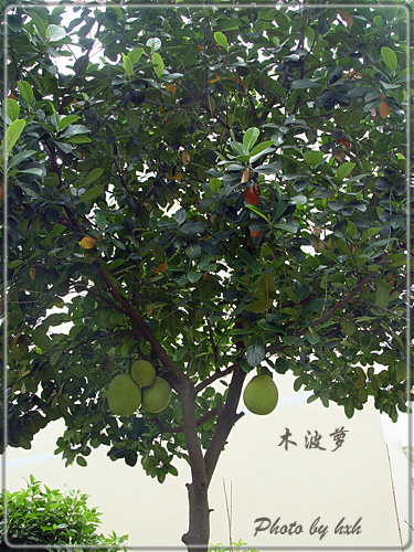 木菠萝-照片里的故事-北海365网(beihai365.co