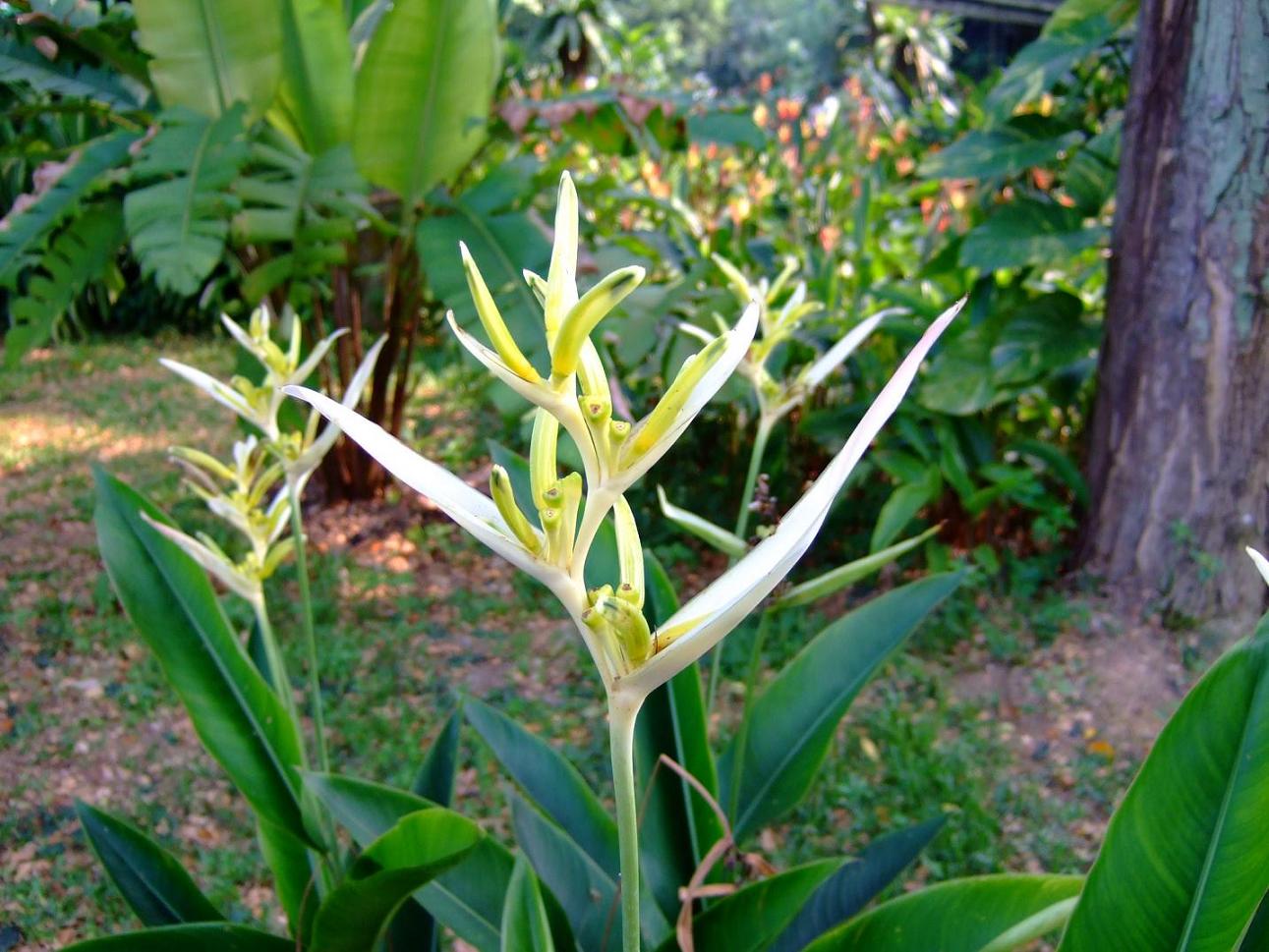 一些热带不知名的花-照片里的故事-北海365网