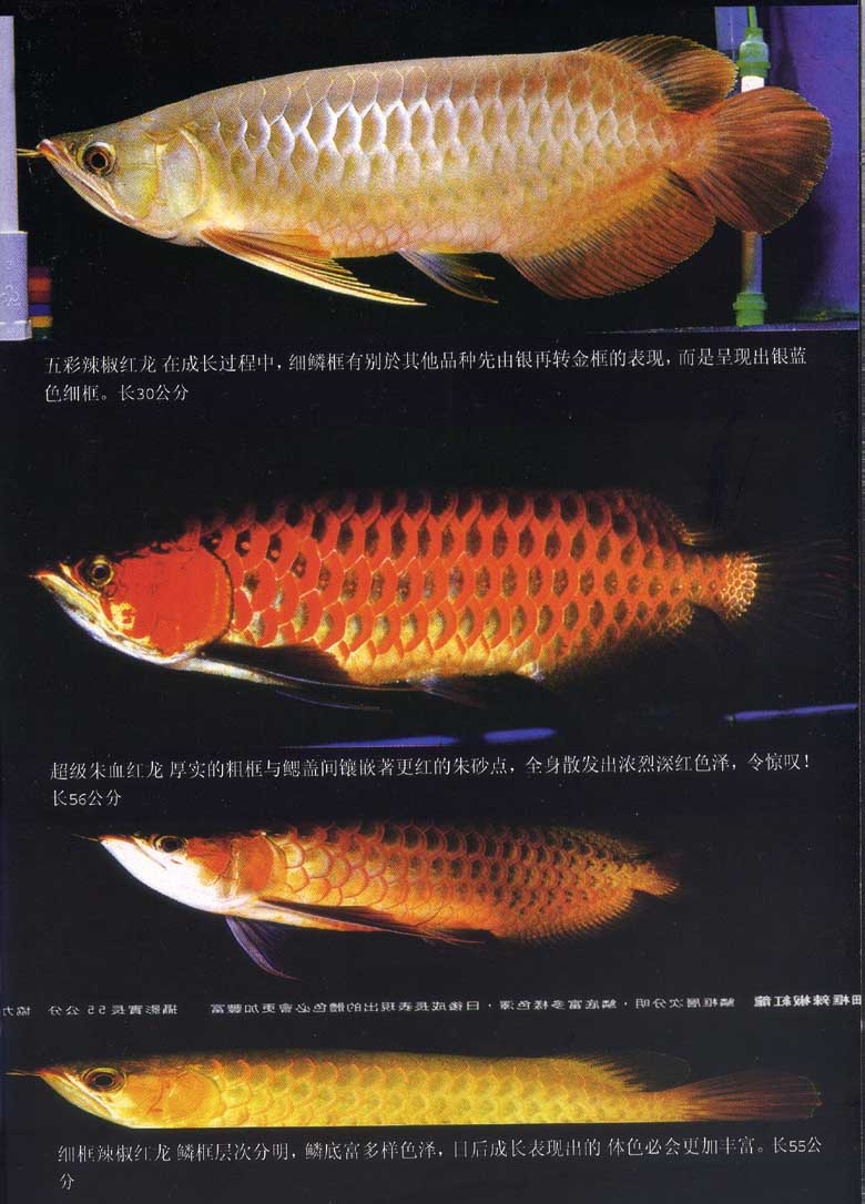 otjI_a7.jpg