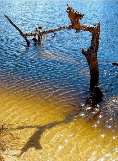 *假如下辈子我是一棵树*-读者论坛-北海365网