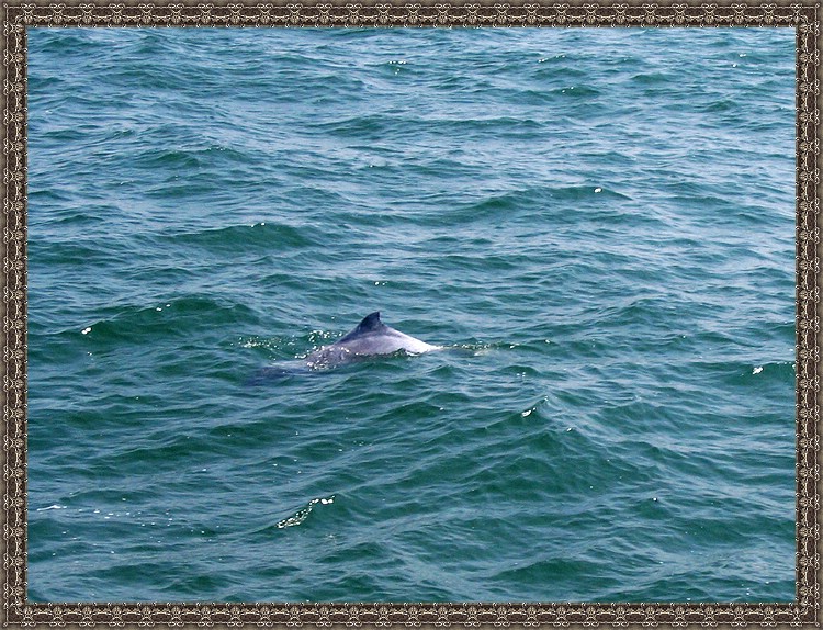 出海邂逅优雅的精灵-<em>白暨豚</em>-星晨户外-北海36