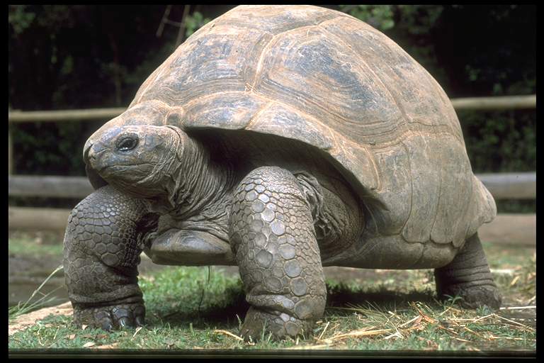 请问谁知到象龟怎么养吗?-爱犬俱乐部-北海36