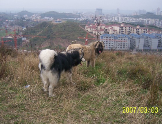 俄罗斯勇士-高加索牧羊犬