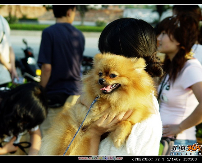 5月7日:小色狗【钱钱】的写真-爱犬俱乐部-北海
